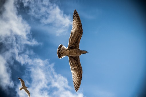 sea-gull-765490__340.jpg